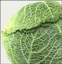 Gary the Cabbage profile picture