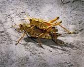 the_great_grasshopper
