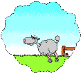 Save The Irish Sheep! profile picture