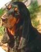 COONHOUND profile picture