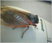 Cicada profile picture