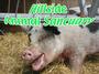 Hillside Animal Sanctuary profile picture