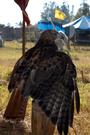 Gulf Coast Renaissance Faire profile picture