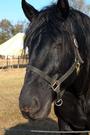 Gulf Coast Renaissance Faire profile picture