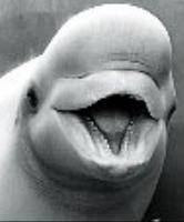 Beluga Whale profile picture