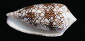 cone_snail profile picture