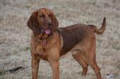 Bloodhound Trailing profile picture