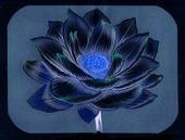 Taste of the Black Lotus profile picture