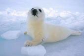 sealhelp