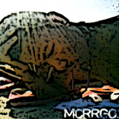 Morrgo profile picture