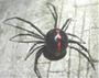 Latrodectus mactans profile picture