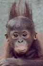 Monkey profile picture