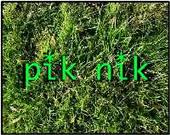 pik nik profile picture