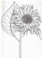 Gira Gira Girasol profile picture