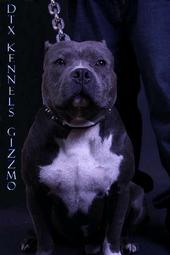 DTXKENNELS profile picture