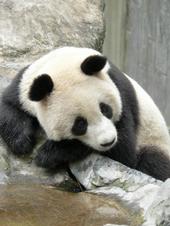 Panda Revolution Project profile picture