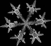 Copy Snowflake profile picture