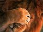 Lion of Judah profile picture