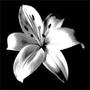 White Lilium [BOOK US NOW] profile picture