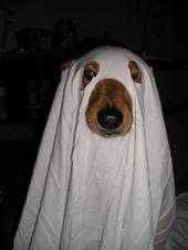 Ghost Dawg profile picture