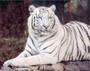 Tiger Warrior 77 profile picture