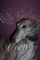 LOS GALGOS profile picture