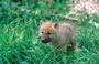 wolf cub profile picture