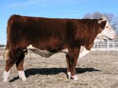 Farno Polled Herefords profile picture