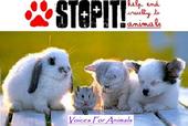 {Voices For Animals} profile picture