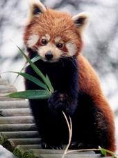 The Red Panda profile picture