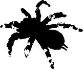 tarantulas_attack