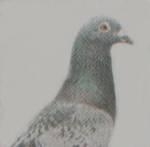 The Pigeons profile picture