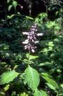 SALVIA DIVINORUM profile picture