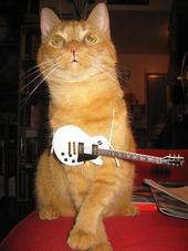 therockandrollcat