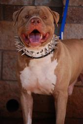 Knuckle Head Kennels! profile picture