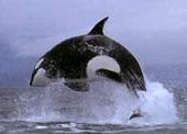 Killer Whale profile picture