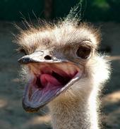 Ostrich profile picture