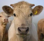 German Beef Initiative profile picture