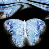 the butterfly effect profile picture