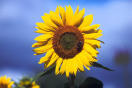 Sunflower profile picture