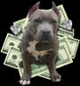 Pitbull Guardian profile picture