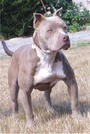 Pitbull Guardian profile picture