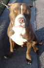 Pitbull Guardian profile picture