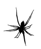 Old Spider Records profile picture