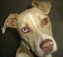 Animal Haven, N.J. profile picture