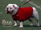 University of Georgia profile picture