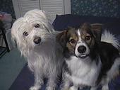 Casper & Hershey profile picture