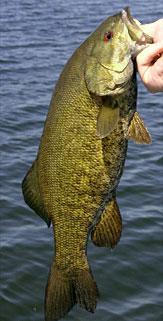 John Michaels' Smallmouth Bass profile picture