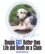 No Chained Dogs! profile picture