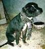 No Chained Dogs! profile picture